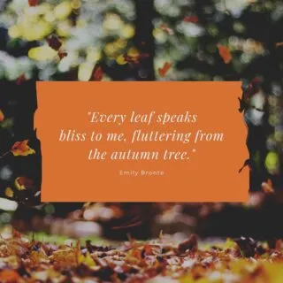 Hello Autumn! 🍁 Only seems like last week we were still in Summertime.. A busy few weeks coming up with meetings and preparations for 2022 Weddings, Vow Renewals and Naming Ceremonies too! 💕 Exciting to be part of these special milestones & writing bespoke Ceremonies for each couple/family 😊
#celebrantledceremony #hampshirecelebrant #dorsetcelebrant #bespokeceremonies #yourdayyourway
#bride #groom #loveislove 
#gettingmarried2022
#gettingmarried2023
#namingceremony #adoptionceremony 
#celebrantlife