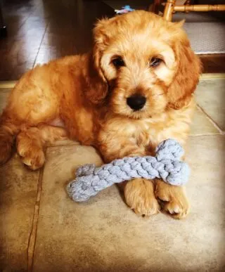 A lot of time spent with the new Pup this week! Busy week ahead with script writing, services and it’s Wedding  season too - Looking forward to Saturday’s wedding at one of the beautiful lakeside settings!  Must knuckle down 💕 
#puppylove #puppytimewaster 
#hampshirecelebrant #dorsetcelebrant #yourdayyourway #celebrantledceremony #weddingseason2021 #weddinglove #ido #happycouple